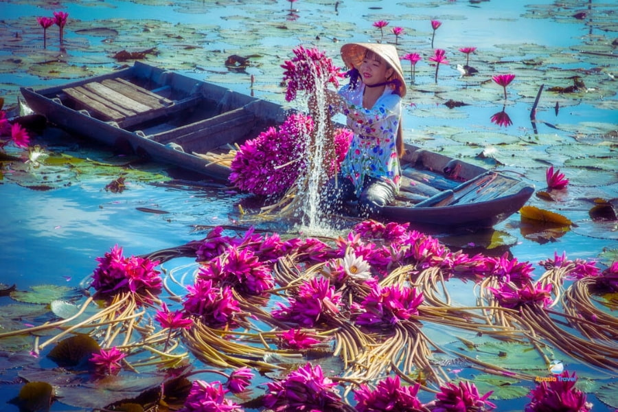 Vietnamese woman collecting pink water lilies on boat in Mekong Delta – Auasia Travel